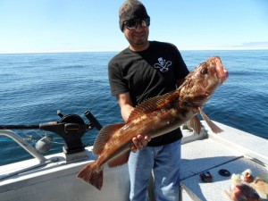 What is the difference between cod and ling cod?