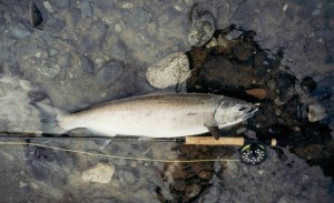 Silver Salmon Caught off Chichagof Island