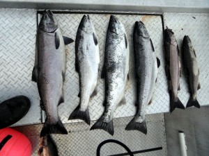 More Silver Salmon