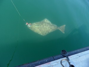 This Mama Halibut was released for the future.