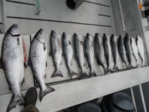 Limit Out of King Salmon