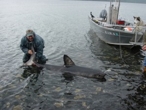 Salmon Shark Catch and Release