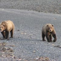 Alaska Wildlife includes Bears
