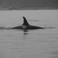 Orca swimming the inlet 
