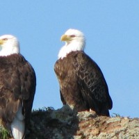 Bald eagles at rest.
