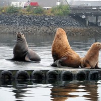 Sea Lions on the Dock 