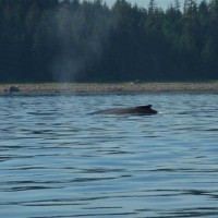 Lisianski Inlet Whale