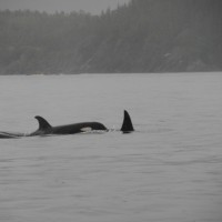 Orca on the Move
