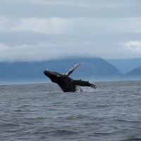 Whale Breaching in Lisianski Inlet