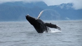 Whale Breaching in Lisianski Inlet