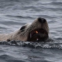 Alaska Sea Lion