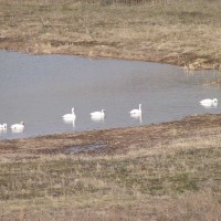Swans at Larry jarrett Wild Idaho Ranch - Kooskia, Idaho