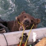 Rescue of Kodiak Brown Bear