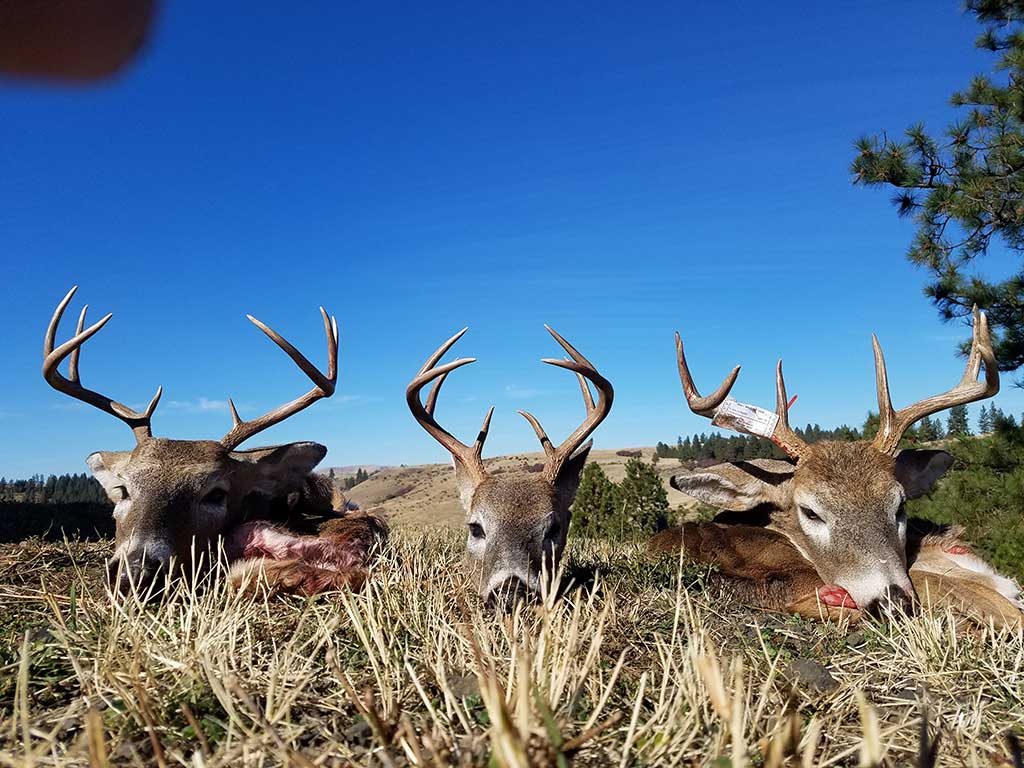 Idaho Bucks