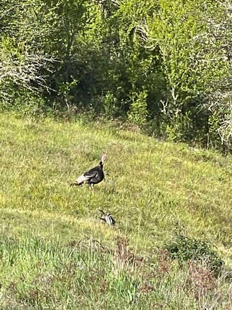 Idaho Spring Turkey Hunt